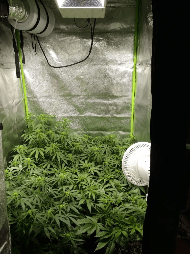 Cannabis in grow tent