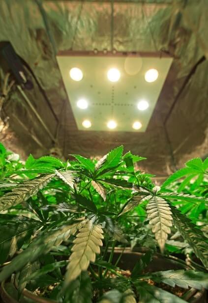 Indoor cannabis