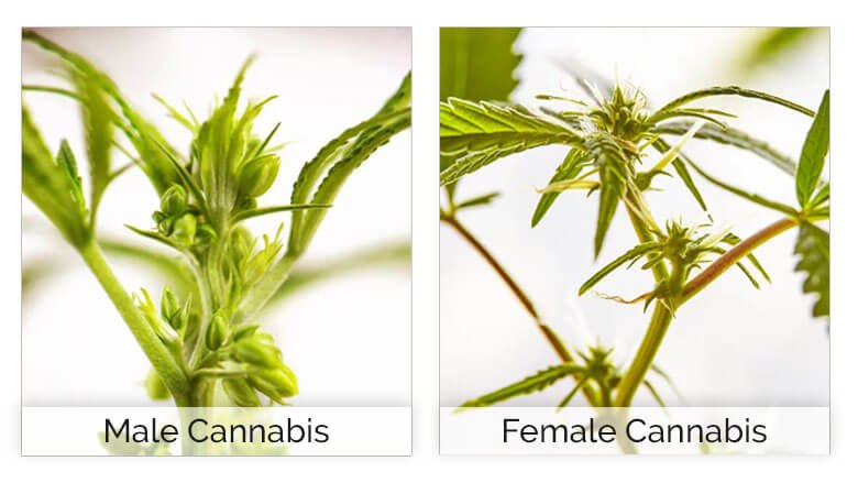 Male vs. Female Cannabis Plant: How Are They Different?