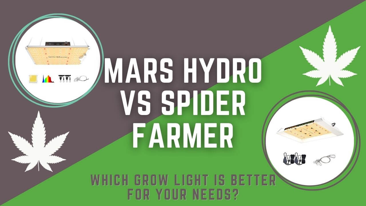 mars hydro vs spider farmer Featured Image