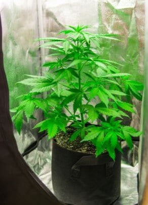 Plant in Grow Tent