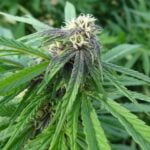 Easy Sativa Strain Marijuana Plant