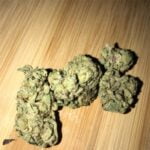 Girl Scout Cookies Strain Marijuana Plant