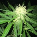 Nitro Lemon Haze Strain Marijuana Plant